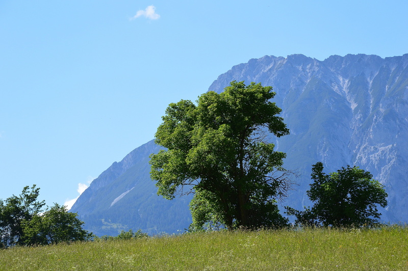 environment, meadow, non-urban scene, austria, mountain, plant, nature, blue, beauty in nature, tyrol, landscape, mountains, growth, tranquil scene, mountain range
