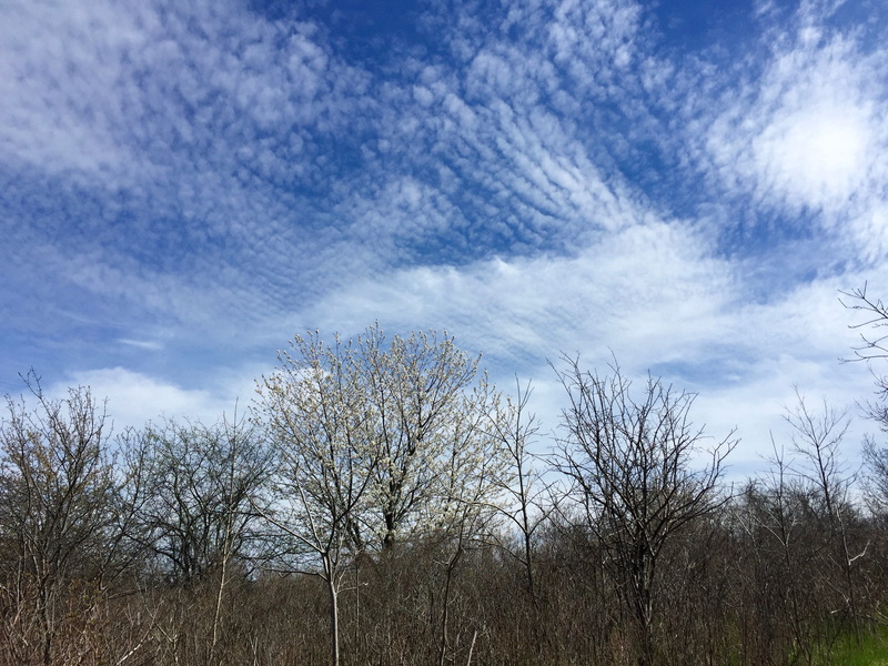scenics - nature, cloud - sky, plant, low angle view, open, Cirrus, air, white, tree, empty, pattern, blue, land, day, Clouds, tranquil scene, brown, 2K