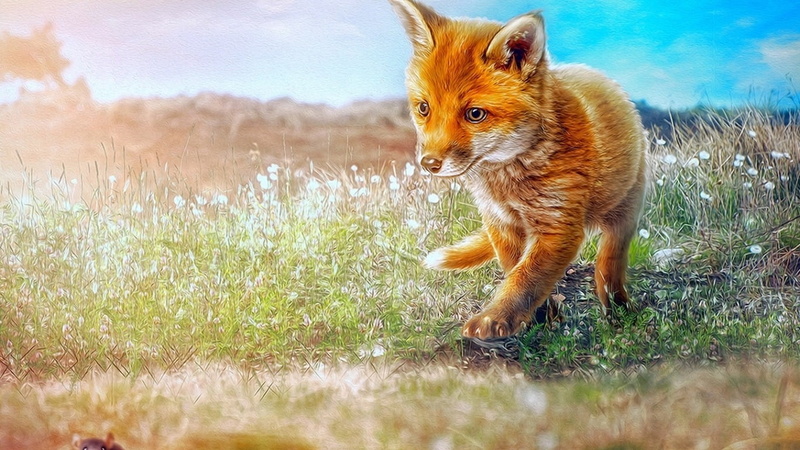 pets, no people, sky, vertebrate, one animal, plant, Deutschland, 720P, day, standing, Fuchs, Oransch, animal themes, field, land, selective focus, outdoors