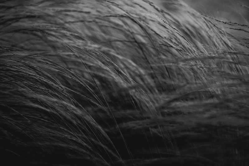 vegetation, no people, growth, tree, land, cat, wiese, deutschland, monochrome, plant, lawn, focus on foreground, beauty in nature, backgrounds, reed, wind