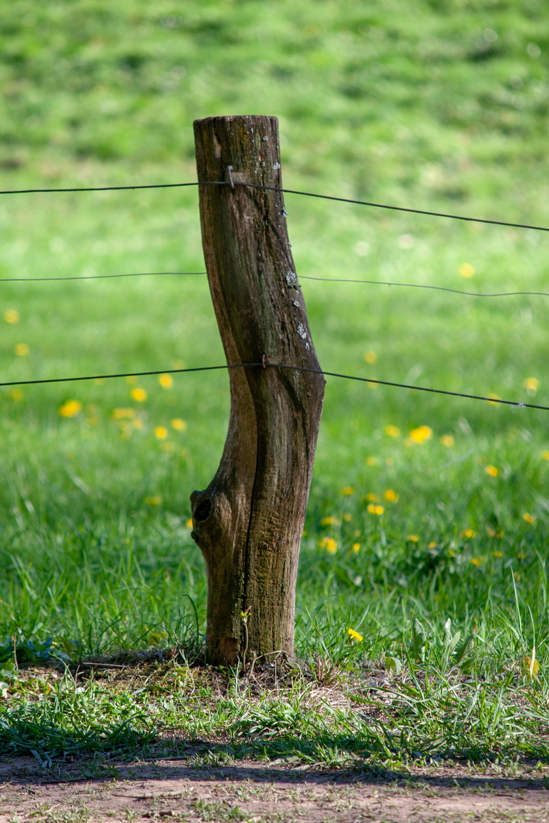 boundary, wald, nature, no people, animal, mammal, animal themes, 4K, wood - material, barrier, wiese, day, lights, growth, tree, wooden post, plant, outdoors