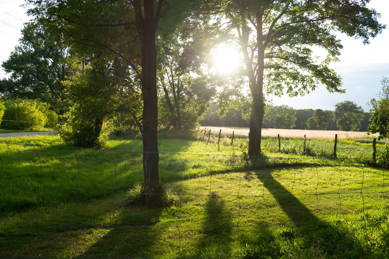 tranquil scene, land, sun, rural, shadow, landscape, sonne, plant, 4K, green color, countryside, tranquility, flare, wald, outdoors, grassland, field