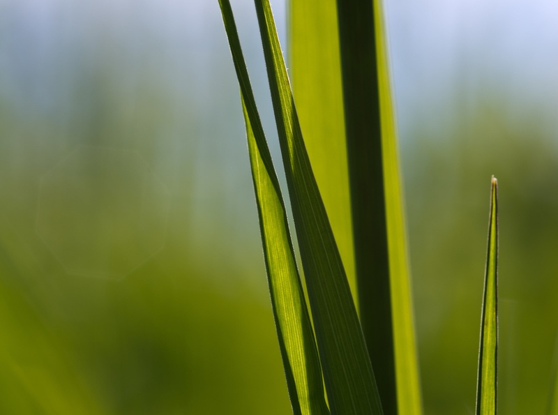plant, day, natur, green color, beauty in nature, Aero, blade, sunlight, makro, close-up, 4K, focus on foreground, Pentax, Macro, blade of grass, badenwurttemberg