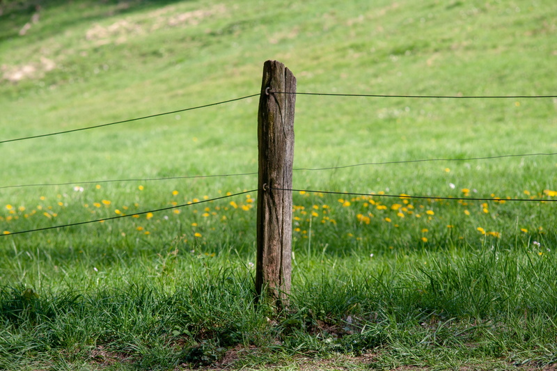 sun, post, wire, barbed wire, boundary, plant, security, lights, young, 4K, no people, wood - material, nature, protection, field, day, grass, fence, barrier
