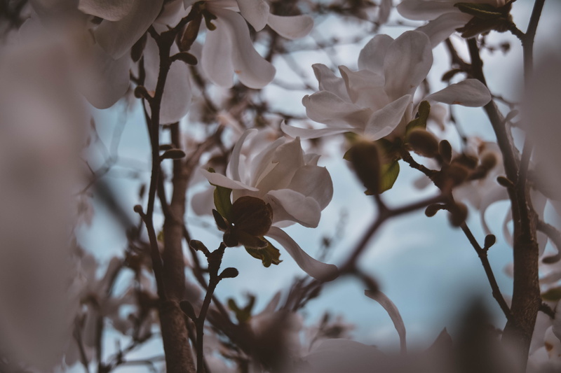 flowering plant, springtime, day, outdoors, 5K, inflorescence, sky, growth, twig, nikon, branches, pink, plant, selective focus, close-up, marco, nature