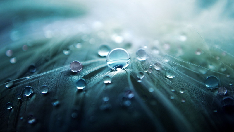 nature, leaf, beautiful nature  for desktop background 1920x1080, outdoors, selective focus, softness, wet, dew, close-up, purity, raindrop, 1080P, water