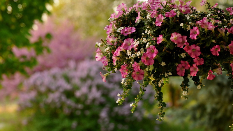 flowering plant, focus on foreground, freshness, outdoors, beauty in nature, beautiful nature  for desktop background 1920x1080, vulnerability, blossom