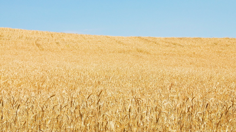 rural scene, beautiful nature  for desktop background 1920x1080, cereal plant, nature, 1080P, crop, beauty in nature, landscape, blue, sky, plant, tranquility
