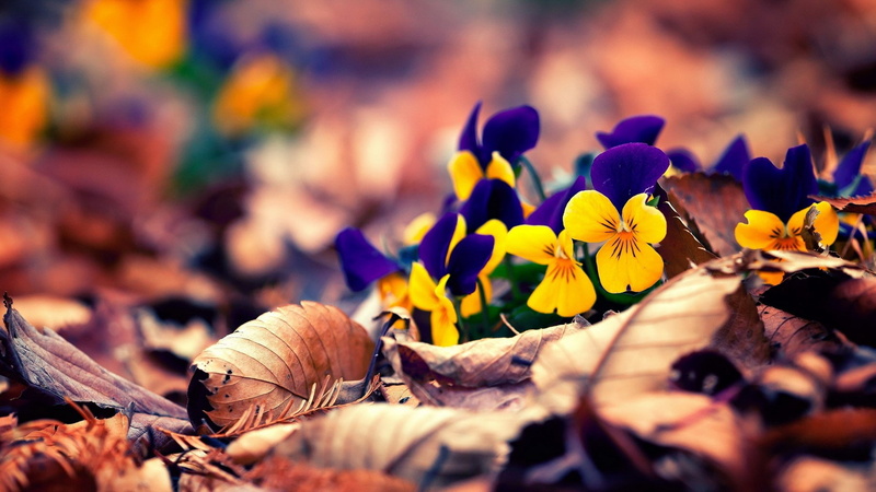 beautiful nature  for desktop background 1920x1080, 1080P