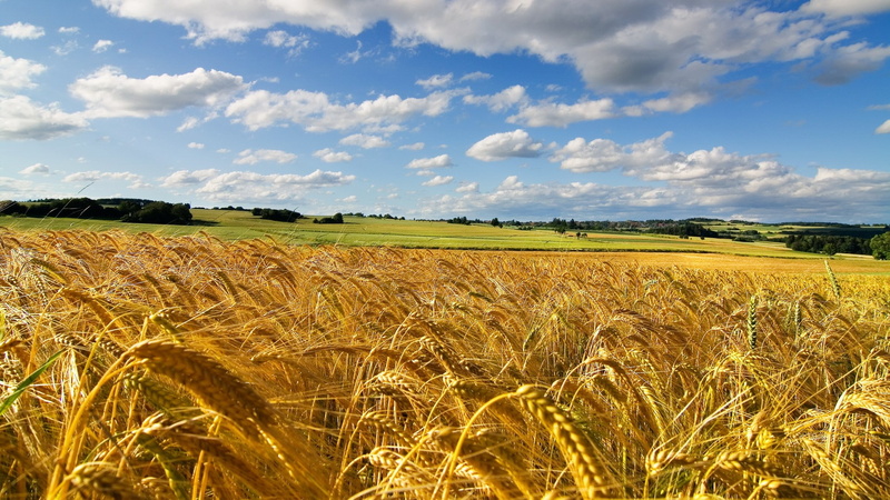 tranquil scene, day, cloud - sky, growth, field, plant, landscape, beautiful nature  for desktop background 1920x1080, rural scene, farm, scenics - nature