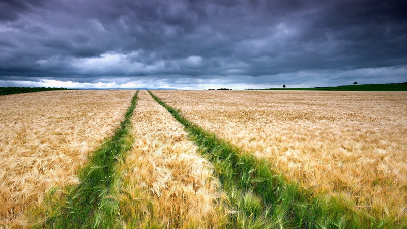 no people, wind, outdoors, scenics - nature, barley, land, cloud - sky, agriculture, beauty in nature, landscape, growth, rural scene, sky, cloudscape