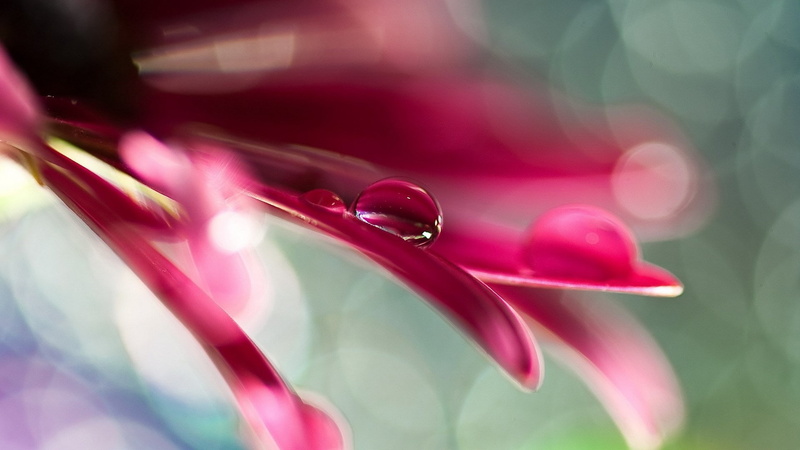 selective focus, drop, focus on foreground, wet, flower, pink color, petal, rain, water, close-up, raindrop, fragility, maroon, purple, growth, outdoors