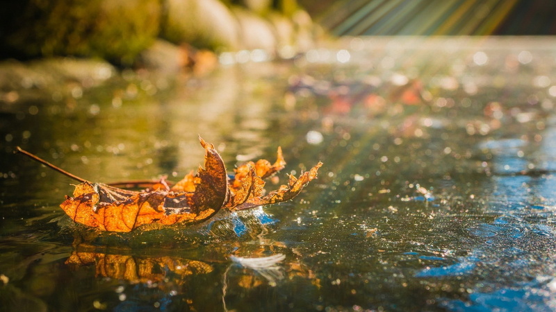 floating on water, travel destinations, outdoors, tranquility, selective focus, one animal, nature, marine, day, no people, animals in the wild, beautiful nature  for desktop background 1920x1080