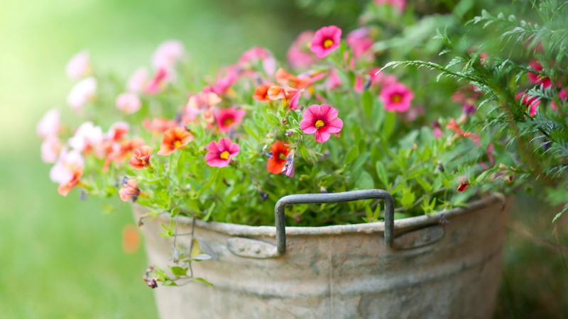 beautiful nature  for desktop background 1920x1080, 1080P