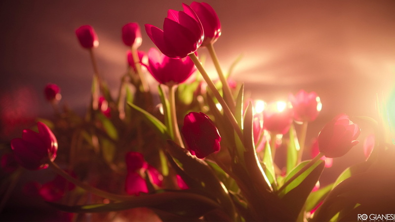 beautiful nature  for desktop background 1920x1080, 1080P