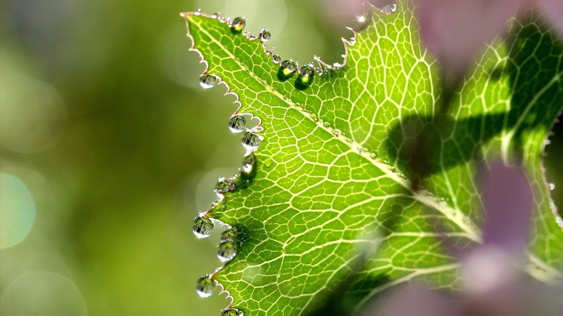 1080P, beautiful nature  for desktop background 1920x1080