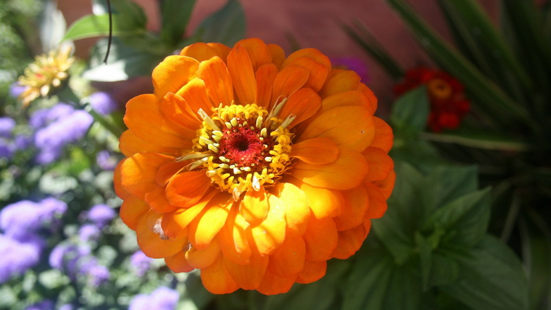 inflorescence, beautiful nature  for desktop background 1920x1080, growth, close-up, petal, beauty in nature, fragility, day, orange color, softness, focus on foreground