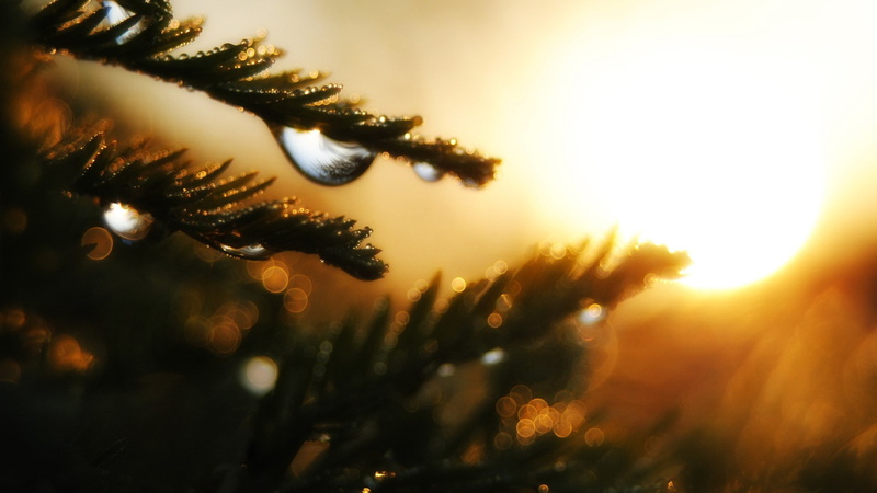 beautiful nature  for desktop background 1920x1080, 1080P