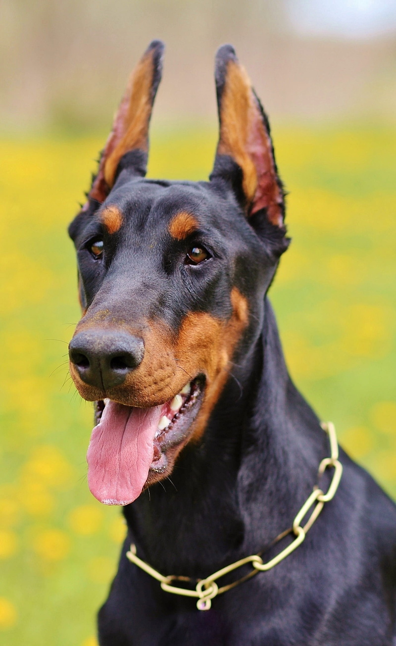 black, purebred dog, animal tongue, vertebrate, portrait, close-up, closeup, one animal, animal, photo, mammal, domestic, mouth open, pet collar, animal head