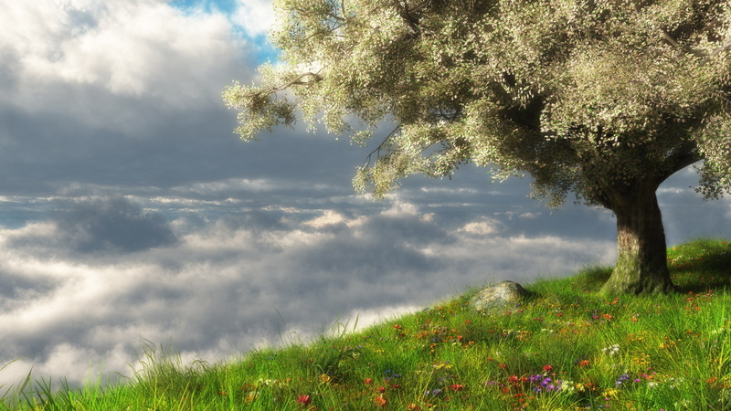 no people, growth, scenics - nature, beauty in nature, flowering plant, tranquil scene, land, outdoors, field, flower, cloud - sky, day, grass, sunlight