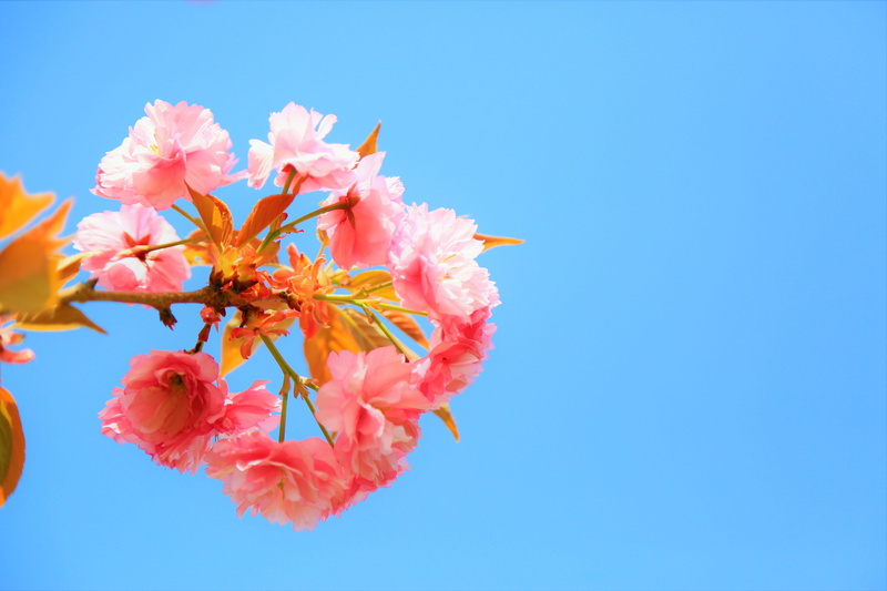 springtime, growth, outdoors, color, love, beautiful, low angle view, blue background, freshness, pink color, plant, petal, vulnerability, blue, romantic
