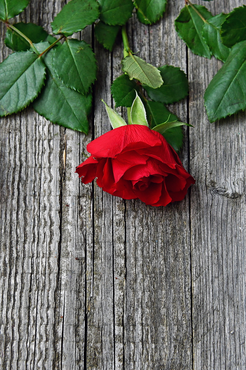 no people, 5K, leaves, plant, romantic, rose, red rose, rose bouquets, flower, flower delivery singing, leaf, valentines day, green color, roses, nice