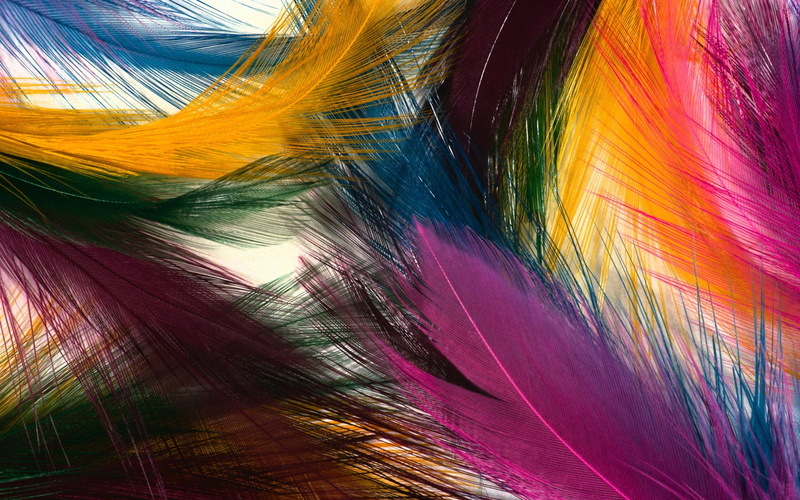 Feathers, Colorful, 1080P