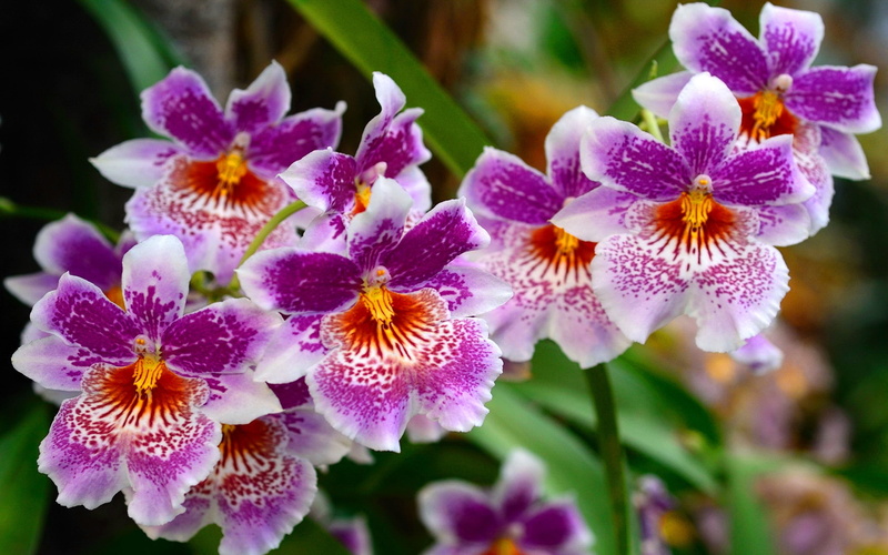 background, hd, desktop, beautiful, flowers, 2K, nature,