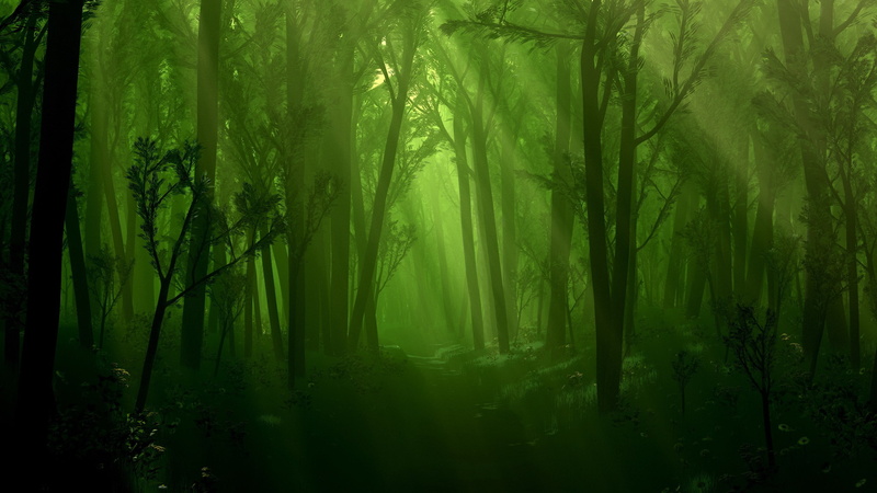 tranquility, idyllic, woodland, environment, nature, bamboo - plant, 2K, no people, foliage, tree, forest, rainforest, growth, scenics - nature, fog, download nature  pack 2560x1440