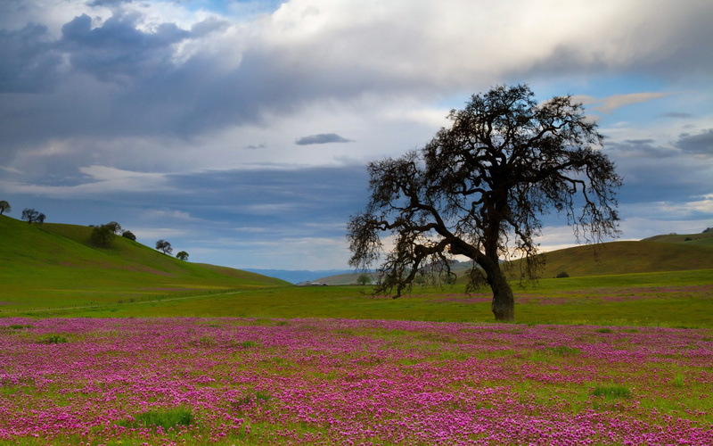 1080P, computer  desktop background hd nature  1920x1200