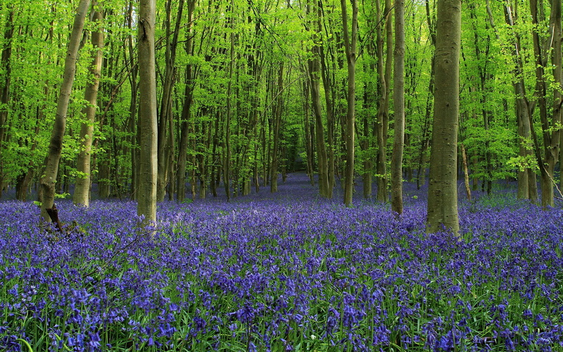 springtime, flowerbed, scenics - nature, forest, flower, tree, field, flowering plant, outdoors, lavender, computer desktop backgrounds hd nature 1920x1200