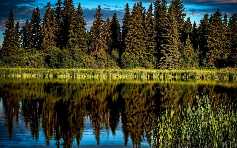 no people, scenics - nature, reflection, lake, day, water, grass, reflection lake, outdoors, green color, tranquil scene, tranquility, plant, beauty in nature