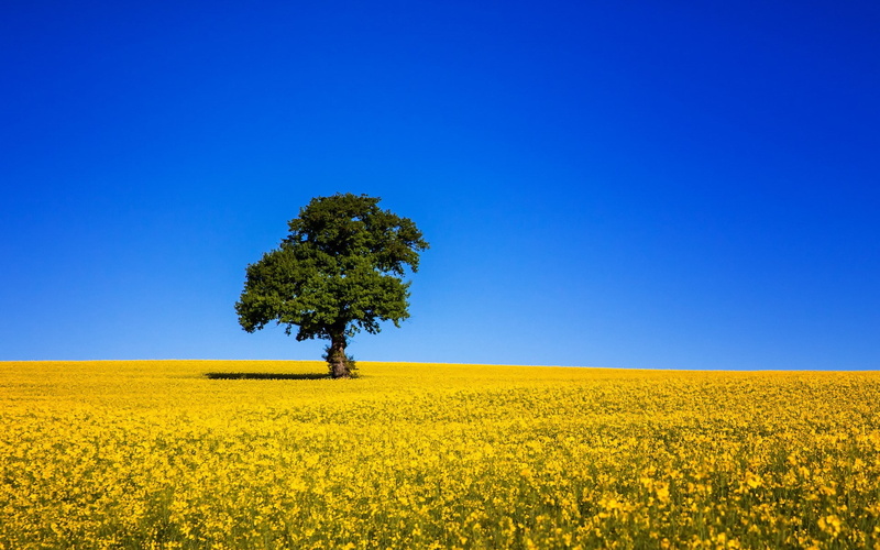 springtime, backgrounds for computer nature 1920x1200, environment, crop, plant, land, 1080P, horizon over land, growth, no people, yellow, flower, sky