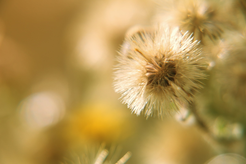 dandelion, macro lens, seeds, plant, National, nature, 5K, Grass Land, light, flower, Sunny side up, outdoors, selective, close-up, macro, photography