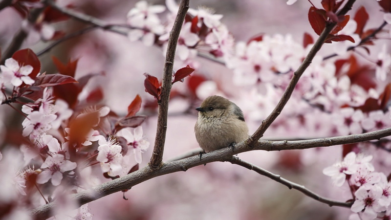branch, birds, cherry blossom, photography, 1080P, animals, plants