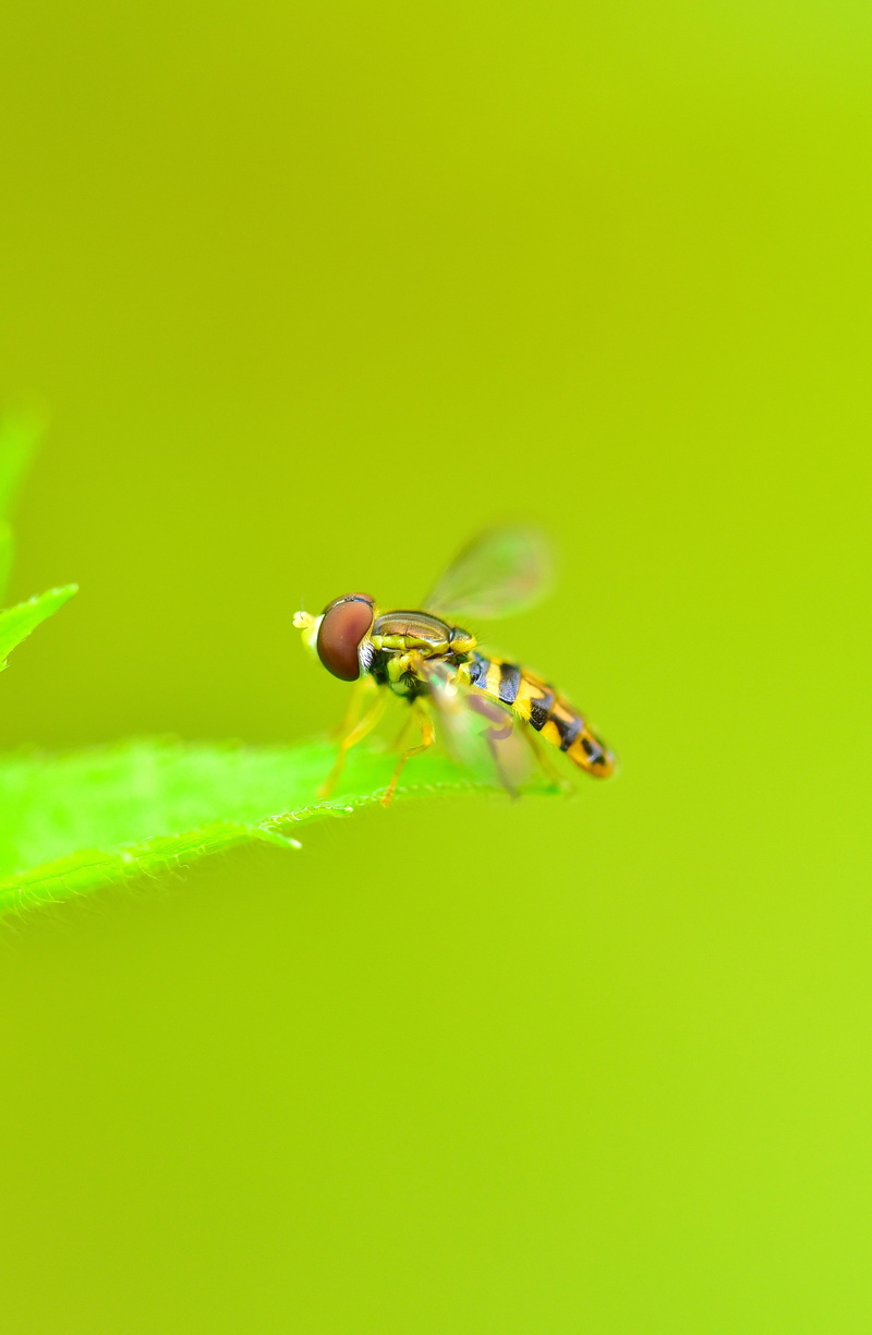 depth, insect flying, copy space, monochrome, colored background, green background, studio shot, animal, outdoors, close-up, photography, hoverfly, 2K