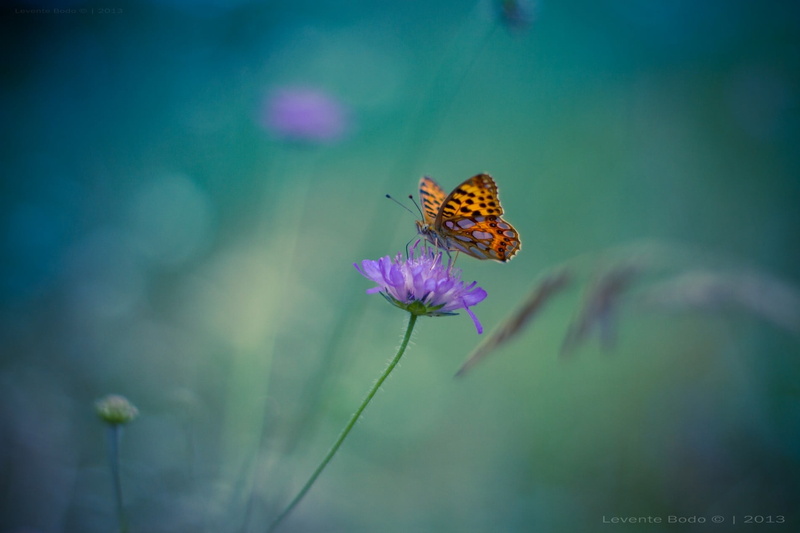 invertebrate, butterfly, animal themes, nature, pink, animal wildlife, growth, plant, painting, yellow, flowering plant, one animal, flowers, no people