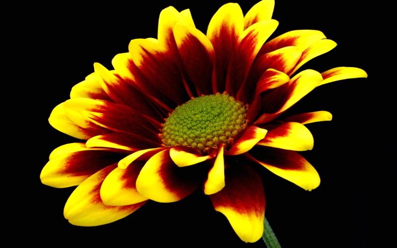 daisy, beautiful, beauty, photography, 3d and a, 2K, flowers, yellow, daisies, nice, flower, nature, pretty