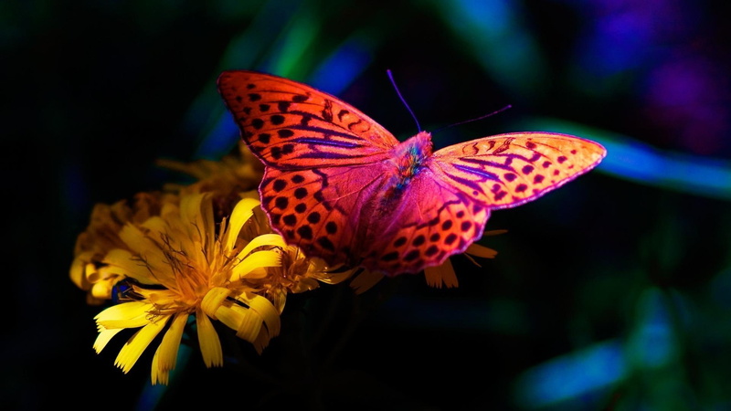 blue, 1080P, flower, pink, colorful, nature, bright, beauty, photography, butterfly, yellow, animals