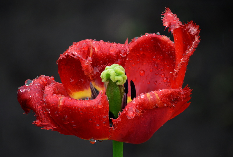 Colorful, depth, edges, Blumen, flower, freshness, nature, wavy, bright, rain, fimbriated, Nikon  D5100, seeds, macro, 4K, petaled, plant, Blume, dew