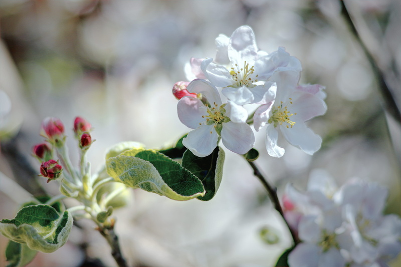 produce, vulnerability, focus on foreground, petal, flower head, cherry tree, plant, acanthaceae, inflorescence, day, flowering plant, flowers, 5K, flower
