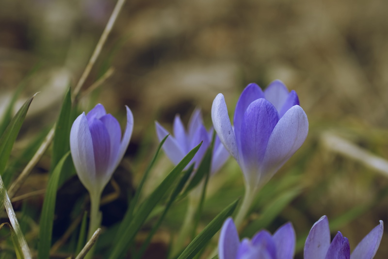 spring, daisy, blühen, close-up, springtime, fragility, krokus, freshness, focus on foreground, growth, inflorescence, anther, frühblüher, beauty in nature