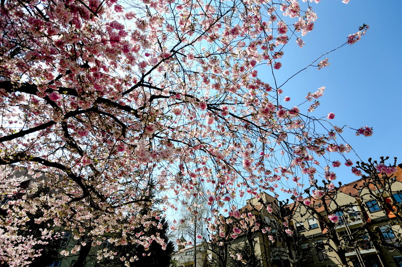 branch, flower, cherry tree, blume, vulnerability, summer, romantic, pink flowers, plant, sky, day, city, tree, blossom, park, growth, spring, pink, fragility
