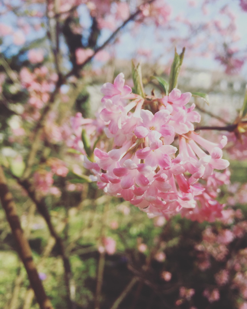 freshness, selective focus, tree, switzerland, blume, flower head, branch, spring, cherry tree, plant, outdoors, pink, vulnerability, 2K, no people, pink color