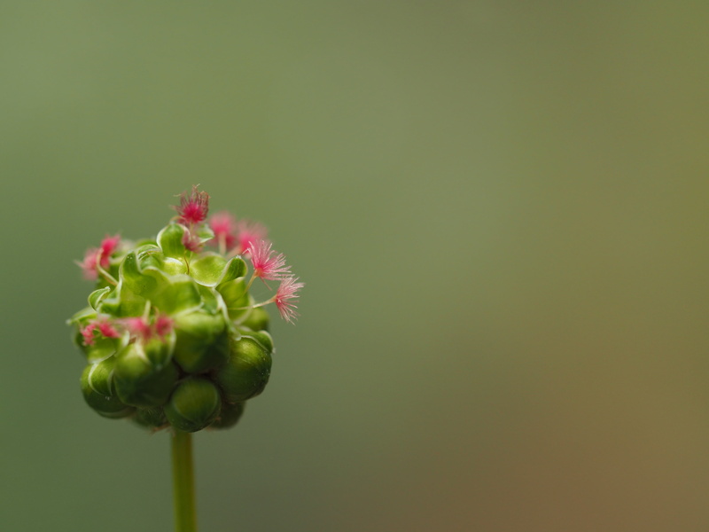 budding, nature, shallow focus, gewürz, close-up, flower Head, closeup, shallow, flower, spices, bokeh, spice, dof, makro, nahaufnahme, macro, photography