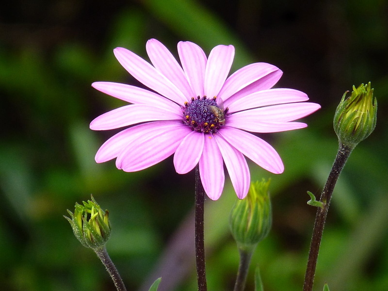 purple flower, petal, purple, plant, 720P, nature, close-up, summer, flower, Blume, beauty In Nature, pink Color