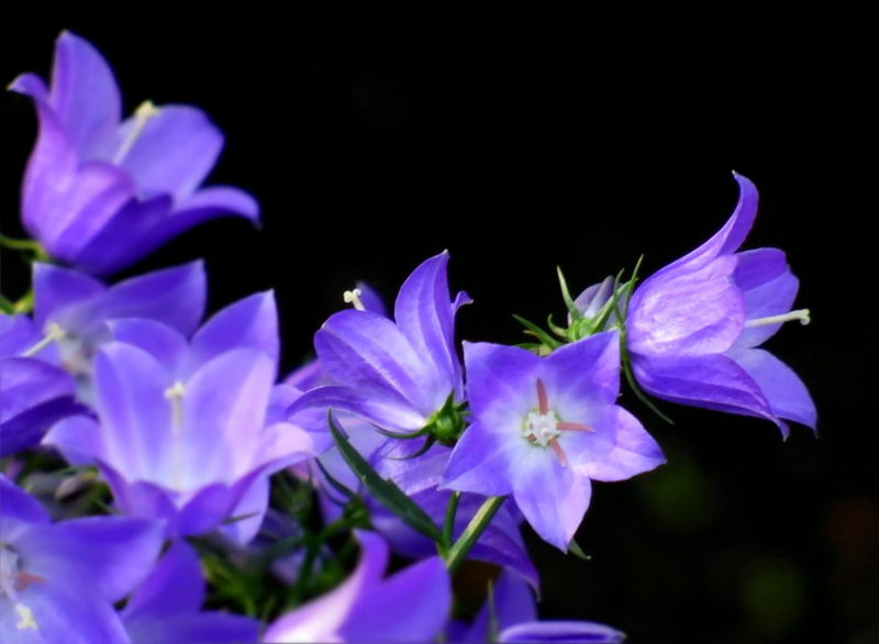 purple, pink Color, Plant, nature, beauty In Nature, Balloon, close-up, petal, 720P, photo, closeup, Blume, flower Head, flowers, lila, Flower