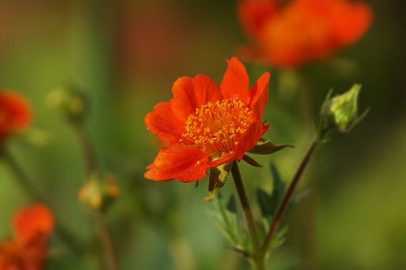 plant, nature, 4K, orange, close-up, flower, summer, flowers, field, beauty, petal, beauty In Nature, yellow, red, blume