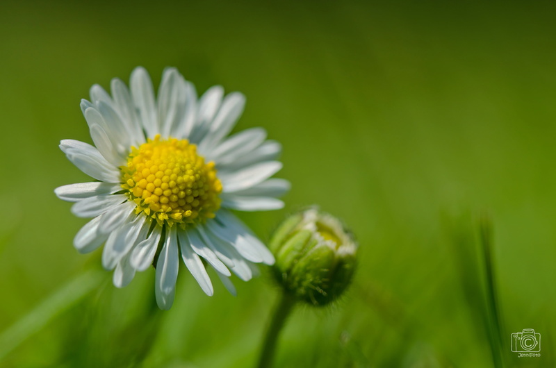 shift, outdoors, summer, grass, 90  mm, nikon, blume, meadow, yellow, daisy, close-up, plant, makro, springtime, nature, white, blossom, white Daisy, tilt