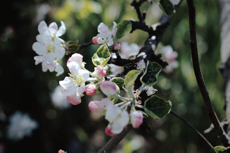 produce, 5K, geranium, food, selective focus, plant, cherry blossom, day, tree, petal, flowering plant, springtime, sprout, acanthaceae, cherry tree, flower
